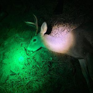 Meet your Posher, Luis